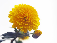 黄色い小菊　P1490639zz