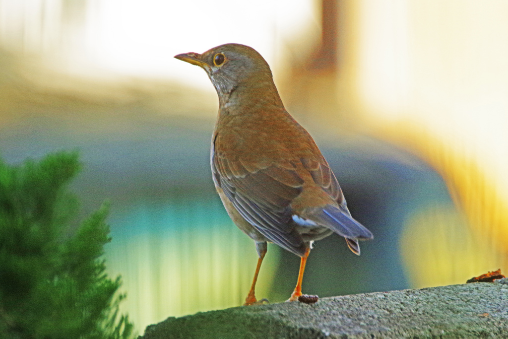 庭に来る鳥 Imgp1014z By 秘魔人 Id 写真共有サイト Photohito