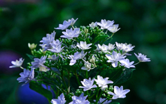 白い紫陽花　P1170957zz