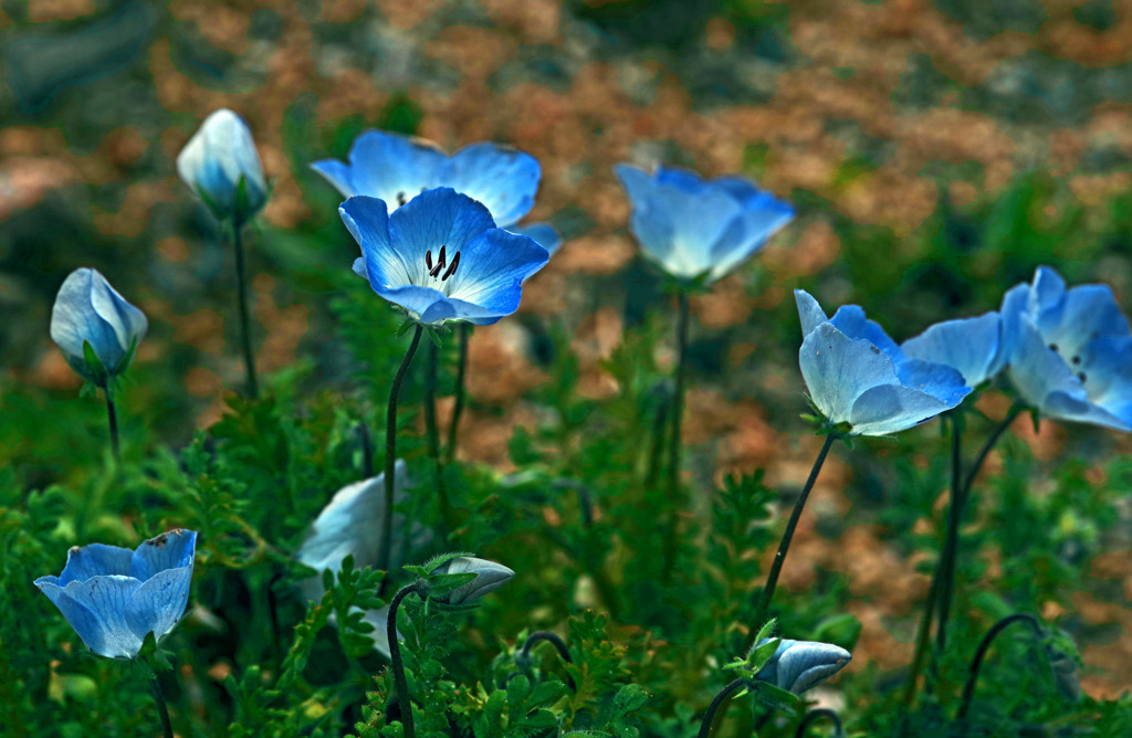 春の花園 ネモフィラ　IMGP2819zz