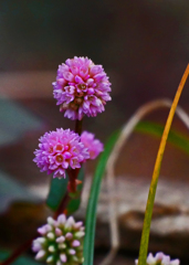 金平糖が三粒？　P1810471zz