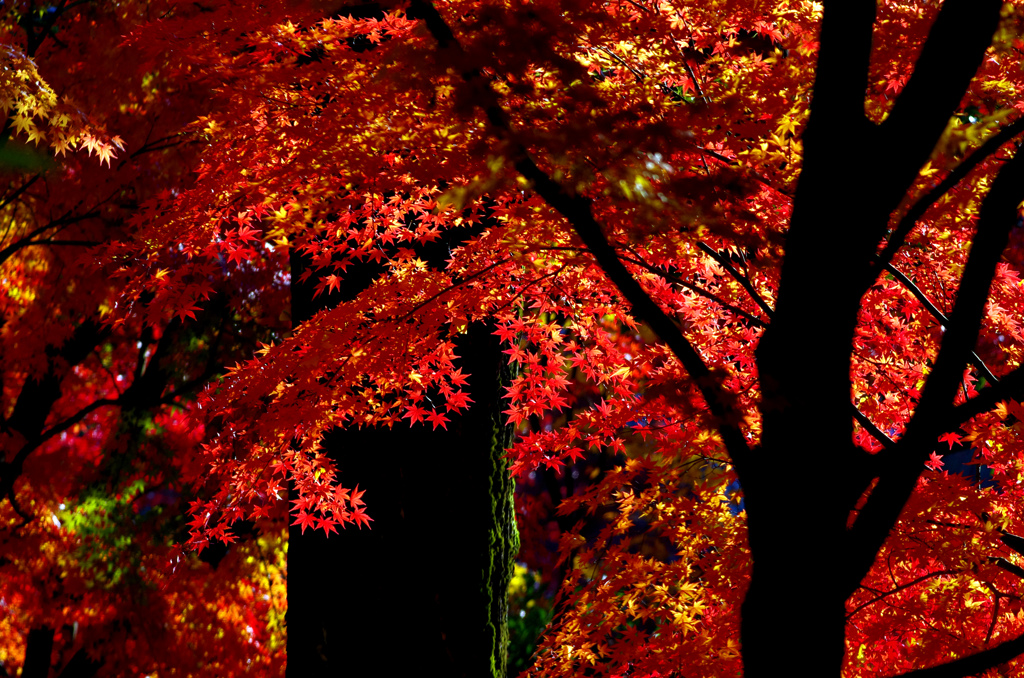 朝の光は赤かった　_IGP1634zz