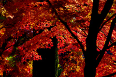 朝の光は赤かった　_IGP1634zz