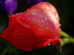 重たい雨粒　P1140683zz