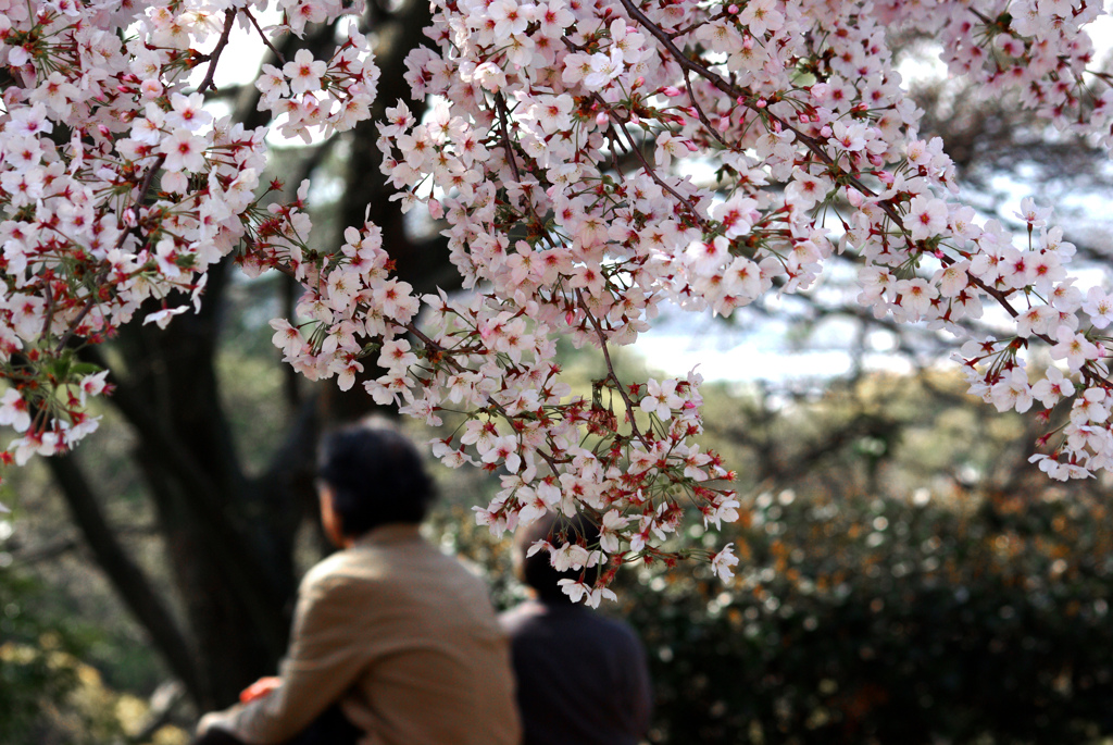 桜の下の語らい　IMGP8825z