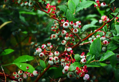 食べごろ遠し　P1190596zz