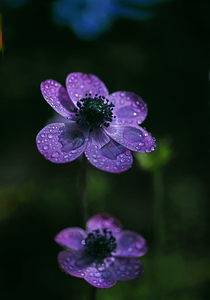 水玉の詩　IMGP5228zz