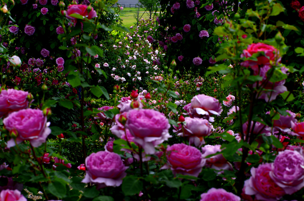 花園の彼方(後ピン)　_IGP6373zz