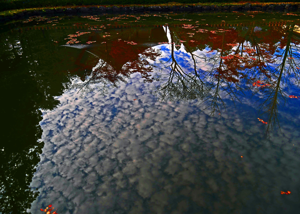 池の中の雲の海　P1780247zz