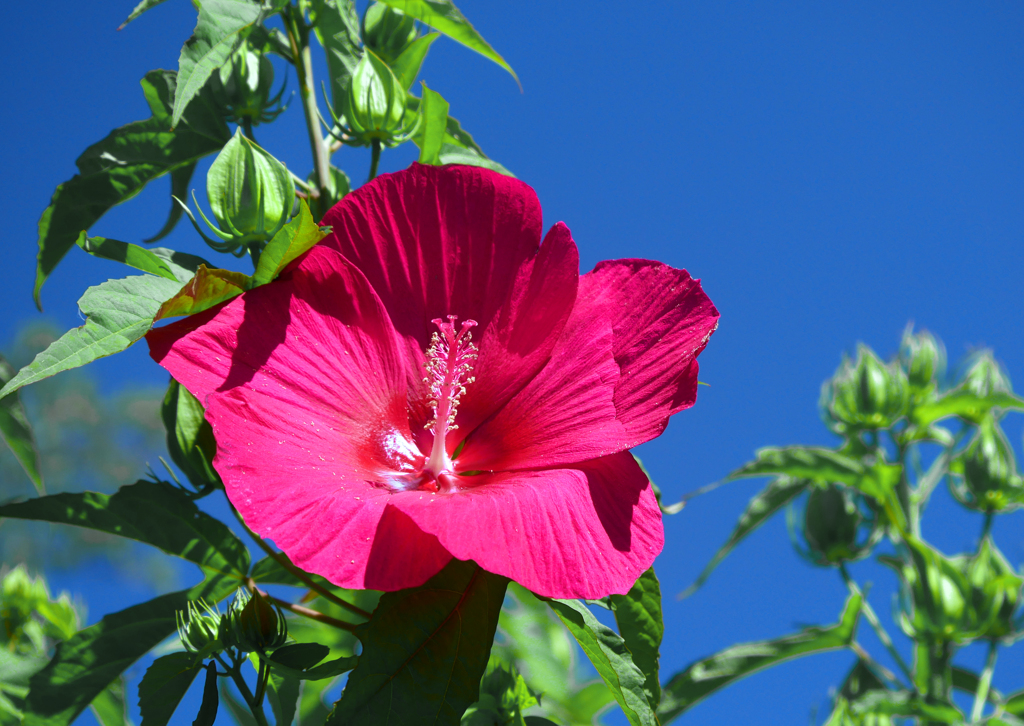 タイタンビカス　P1210201zz