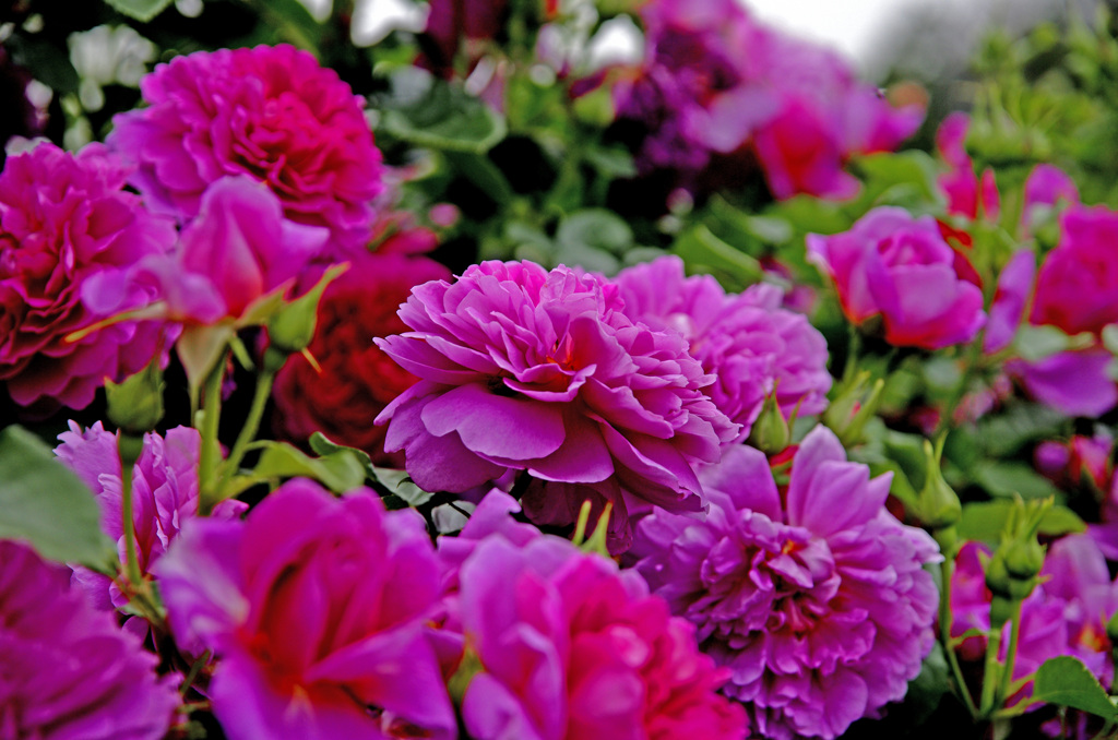 煌びやか　_IGP6205zz