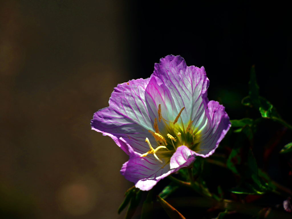 ヒルザキツキミソウ　P1160451zz