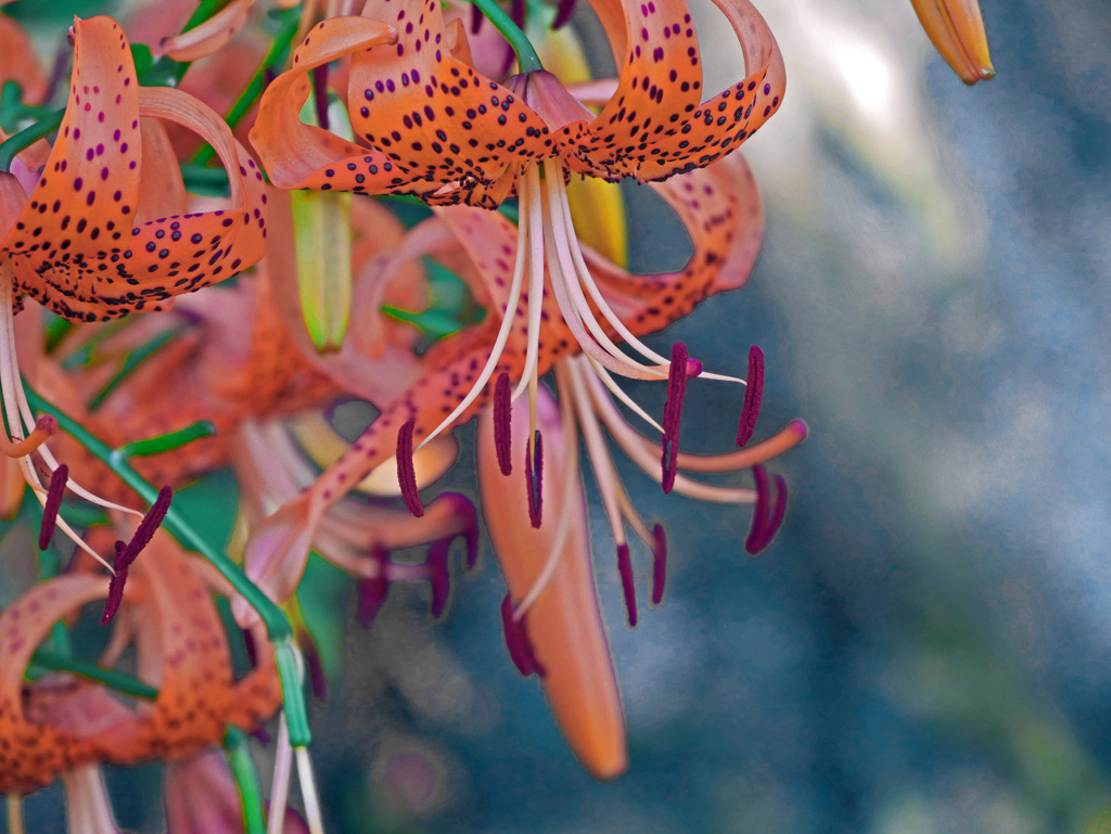 乱れ咲く　P1610084zz