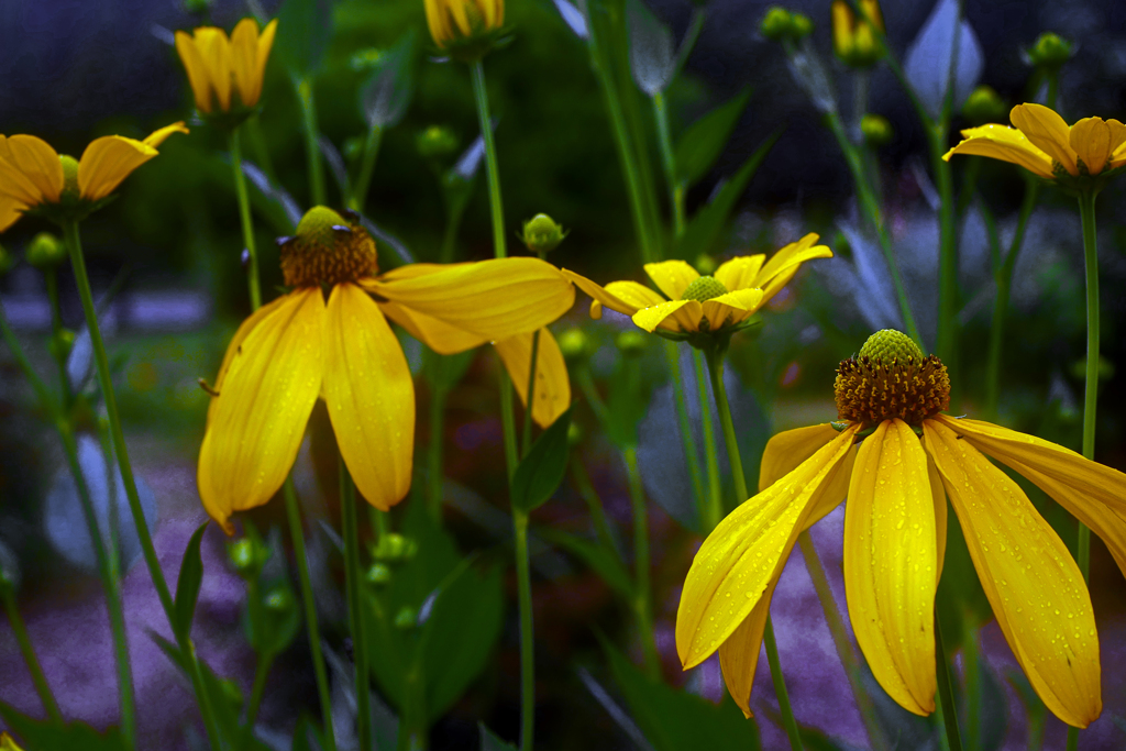 雨は上がった　P1190598zz