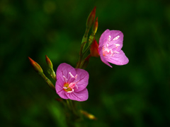 赤花夕化粧　P1200783zz