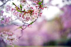 桜の園　IMGP4642zz