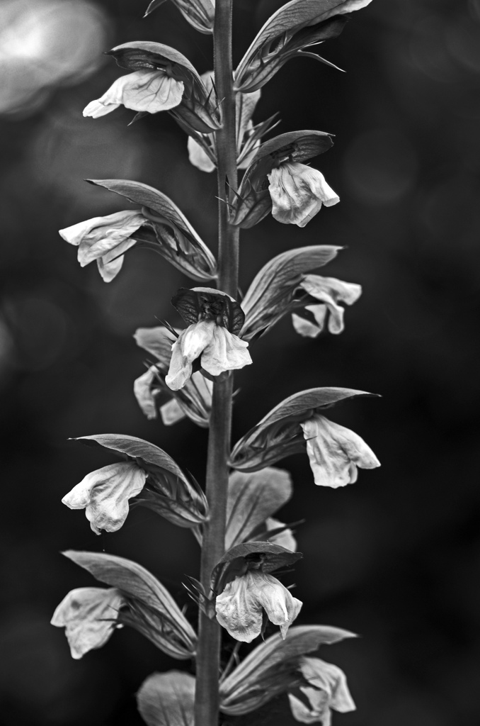 ギリシアの国花　IMG1484zz