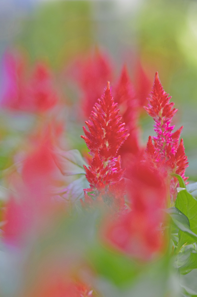 赤い鶏頭　IMG1752zz