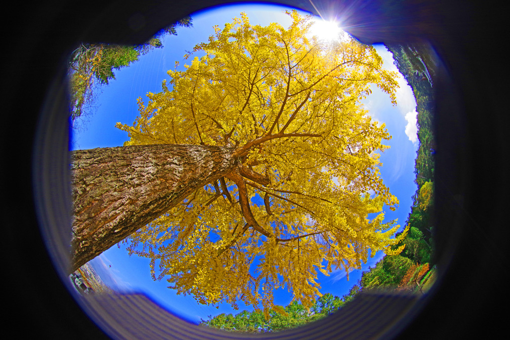 長福寺の大銀杏　IMGP6577zz