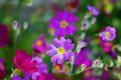 小さき花　P1170316zz