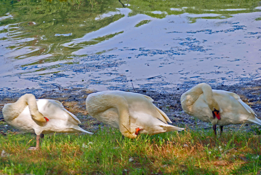 はづくろい 　P1470382zz