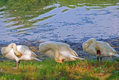 はづくろい 　P1470382zz