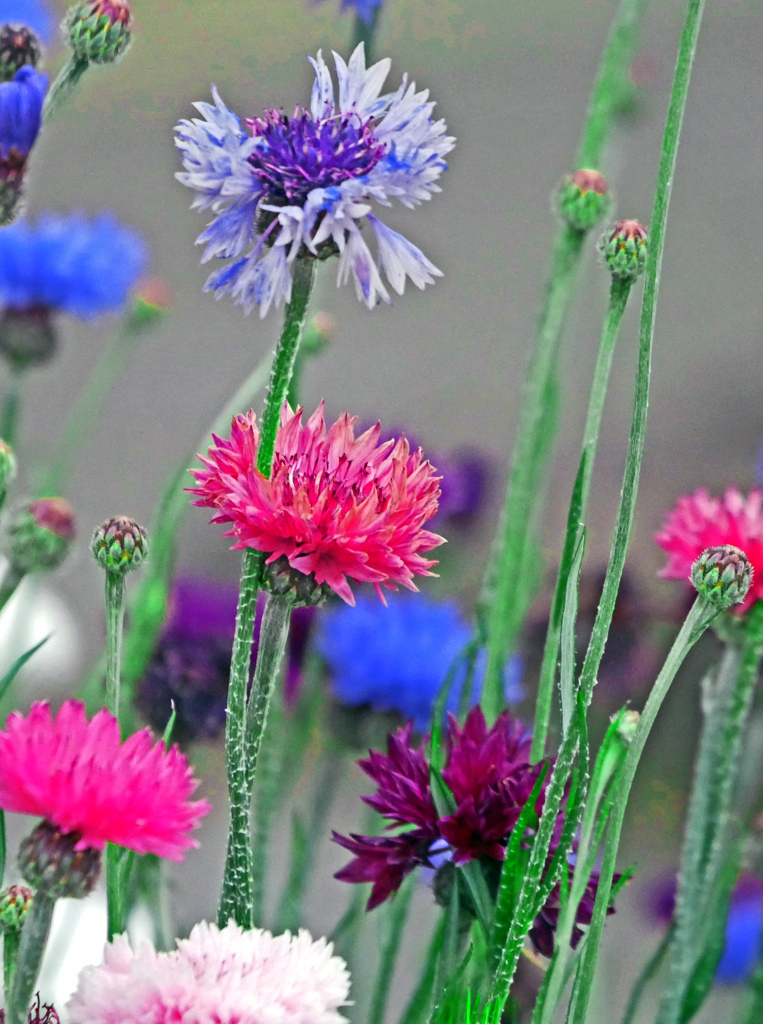 色とりどりに　P1160300zz