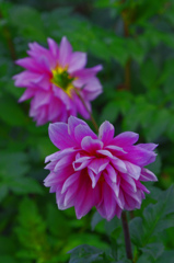 赤いダリア　IMG2193zz