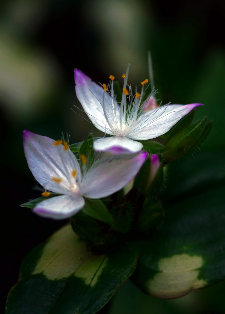白い花たち〔蕊 〕　P1400372zz
