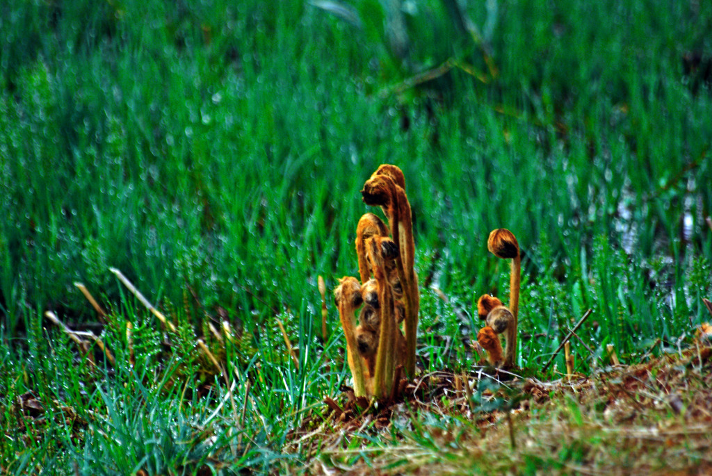 春の標　IMGP2195zz