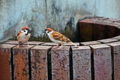 語らう雀　P1460776zz 111