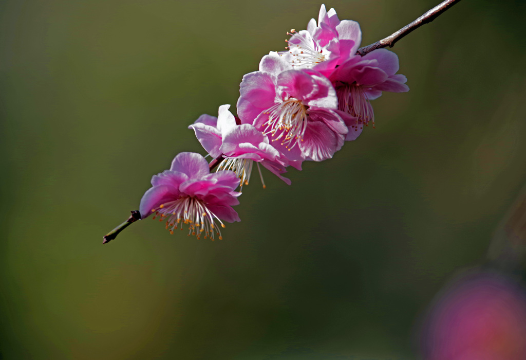 ウメノハナ　IMGP1913zz