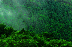 深緑の季節　IGP7907zz