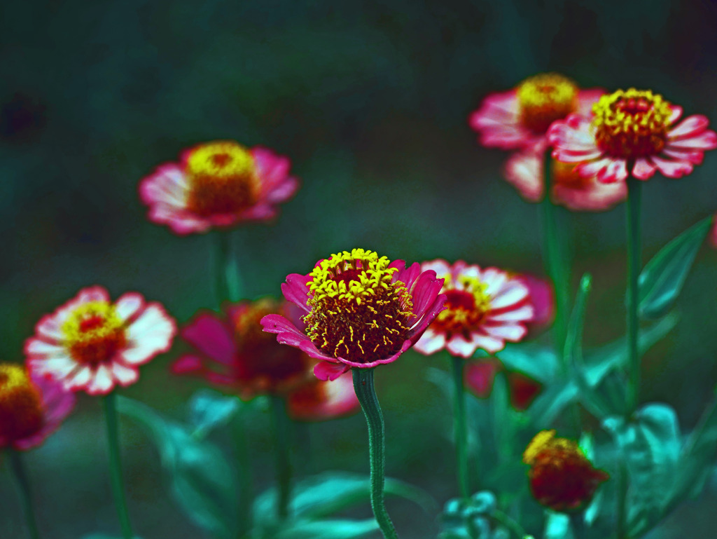 ジニア(百日草)　P1380717zz