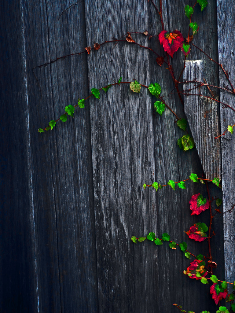 ツタ紅葉　P1490394zz