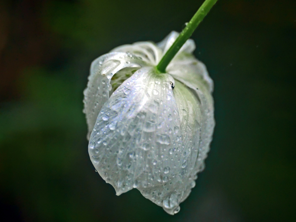 耐える花　P1160633z