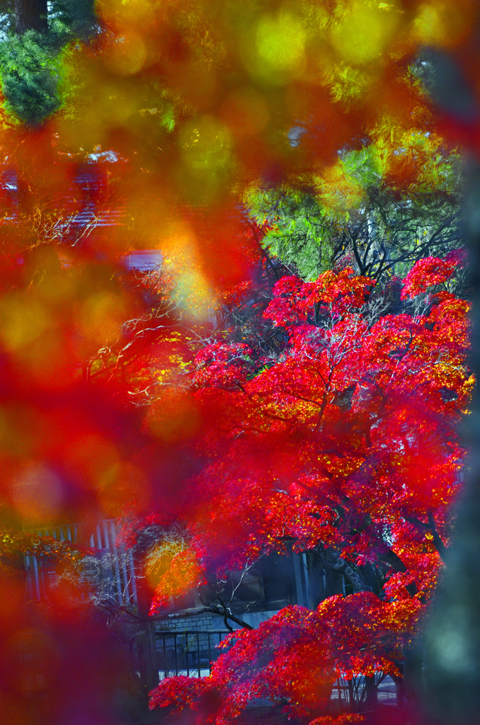 紅の中に紅の紅葉　IMG2278zz