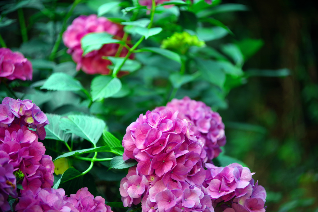 水無月の花　IMGP2752zz
