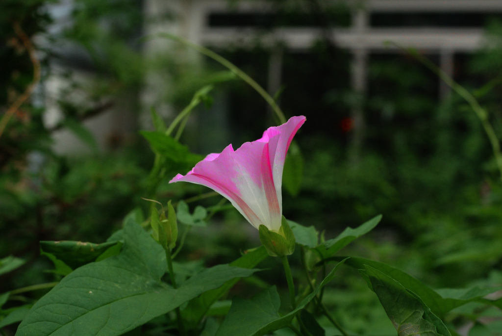 清々しさ　IMGP2322zz