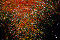 真冬のパンパス　P1810801zz