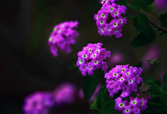 ピンクのランタナ　P1650320zz