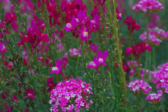 赤い花園　IMGP6122zz