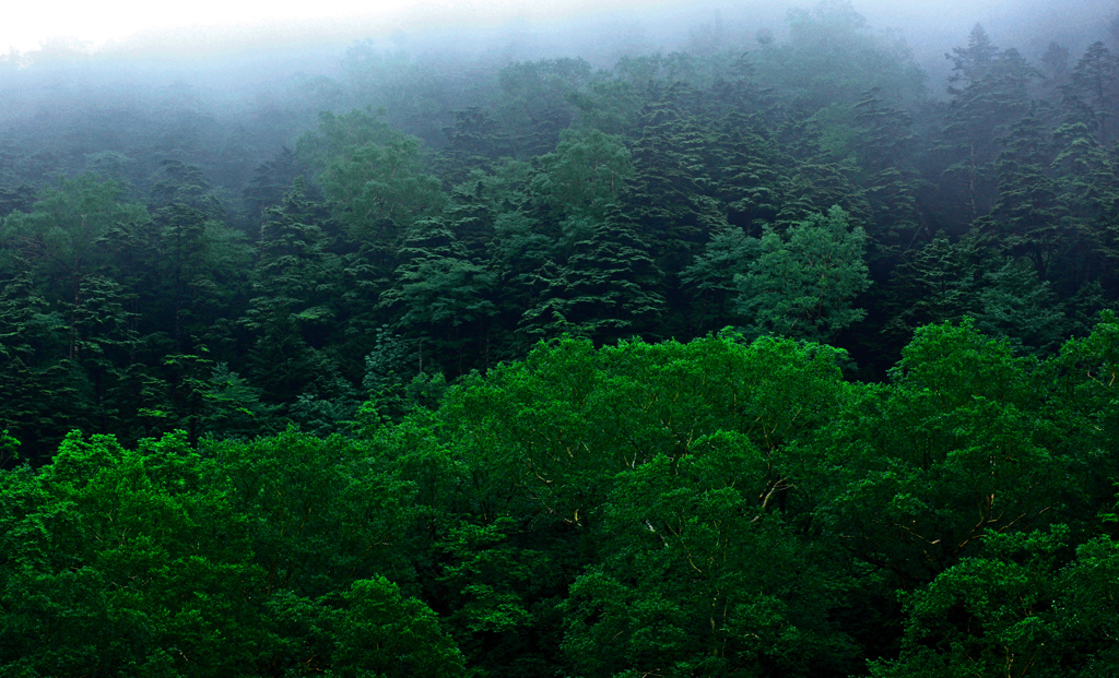 霞ゆく深緑の森　IMGP7398z