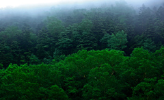 霞ゆく深緑の森　IMGP7398z