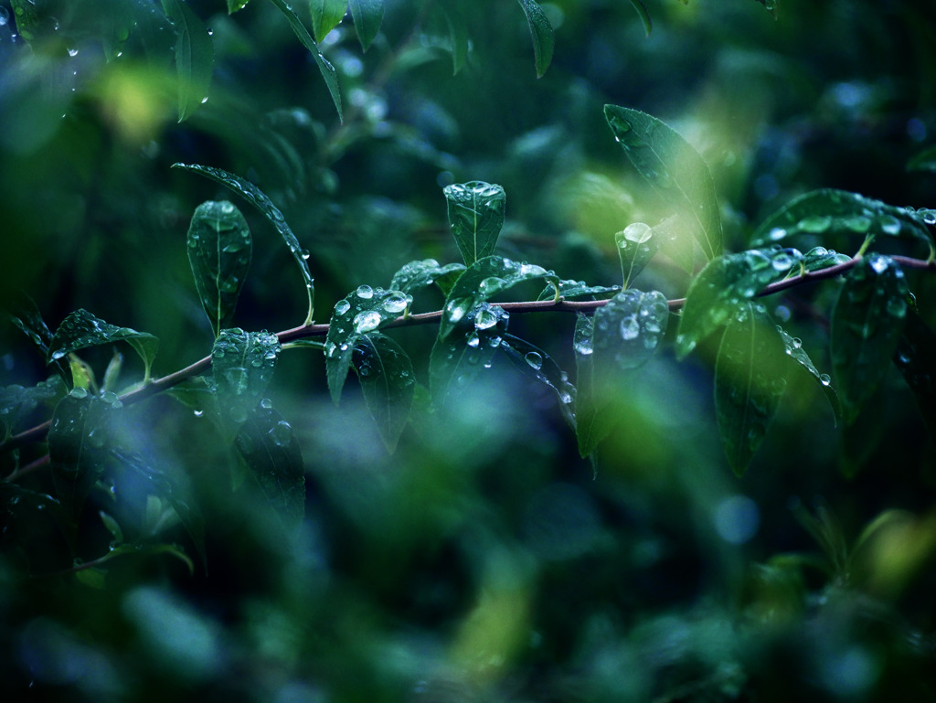 やっと雨が上がった　P1280224zz