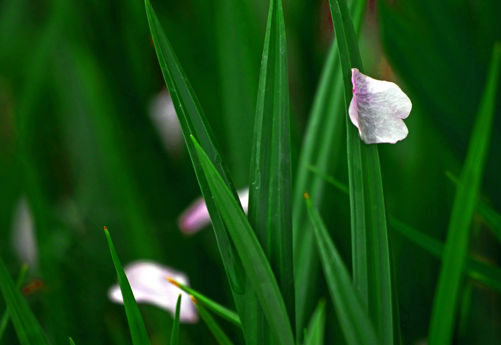 花びら　P1380009zz