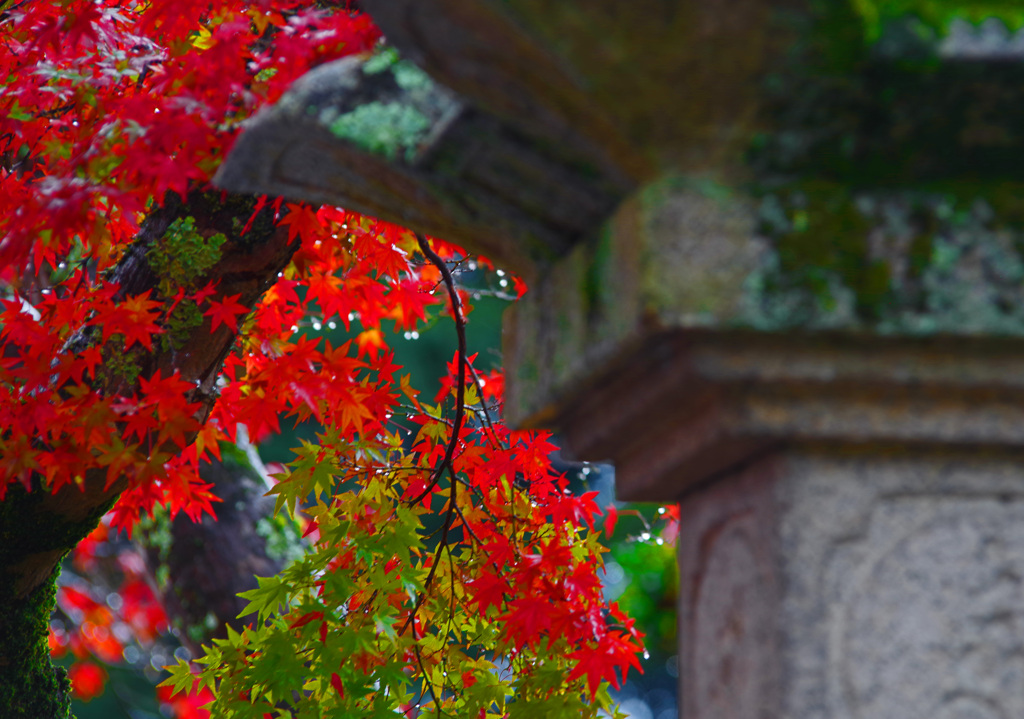 雨上りの朝　IMGP1885zz