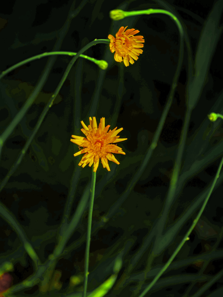 ブタナの花　P1200664zz