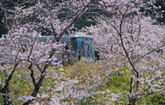 さくら電車　P1062150zz