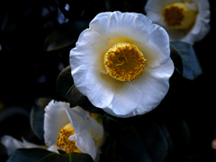白い椿の花言葉は「完全なる美しさ」　P1230218zz